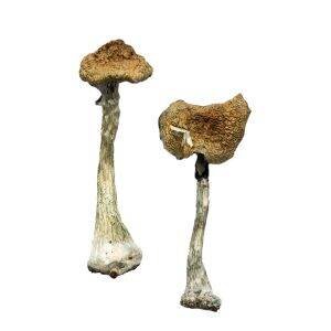 https://cakeshehitdifferent.net/index.php/product-category/dried-magic-mushrooms/